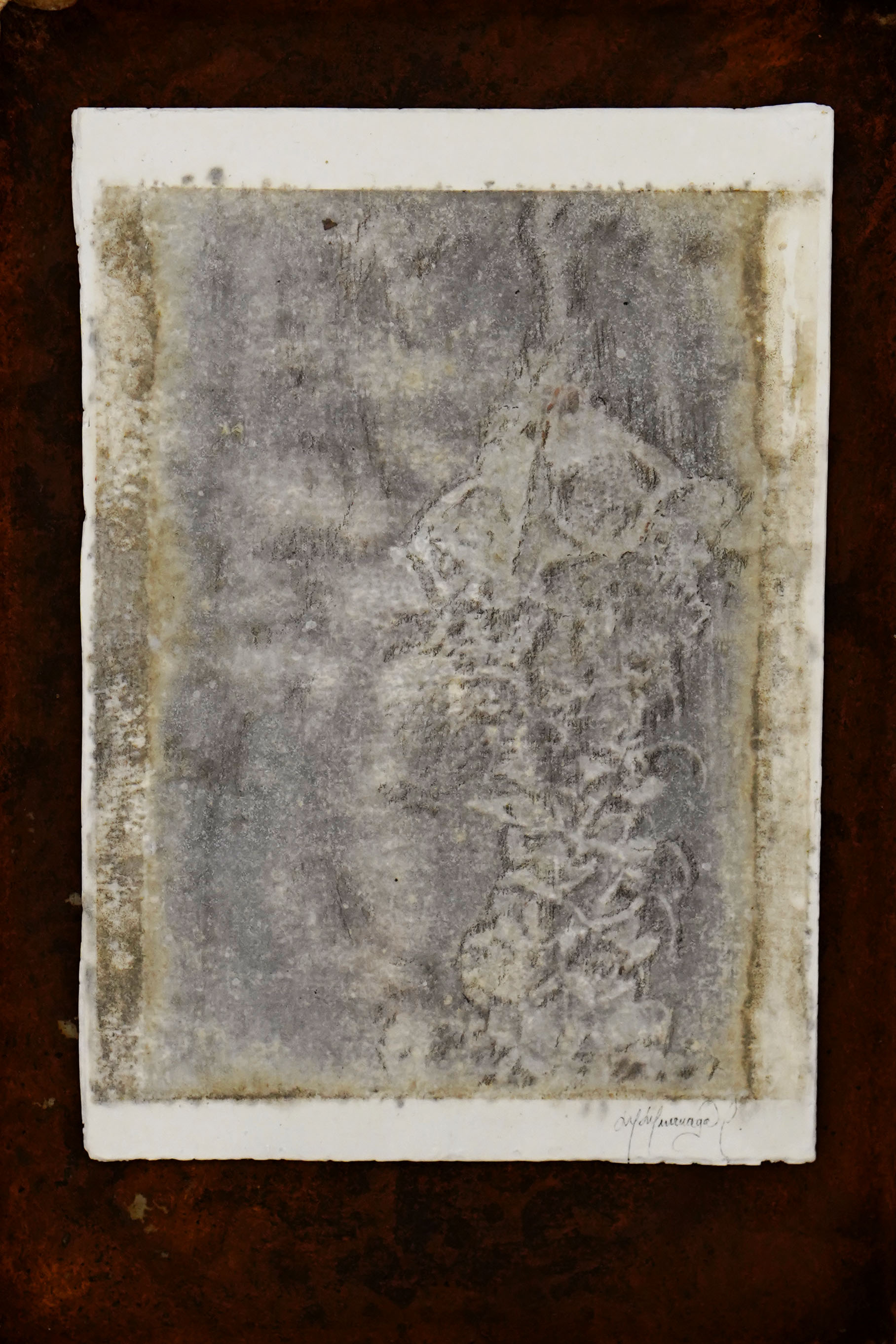 Silver print on porcelain piece by Maria Muruaga, foxglove study