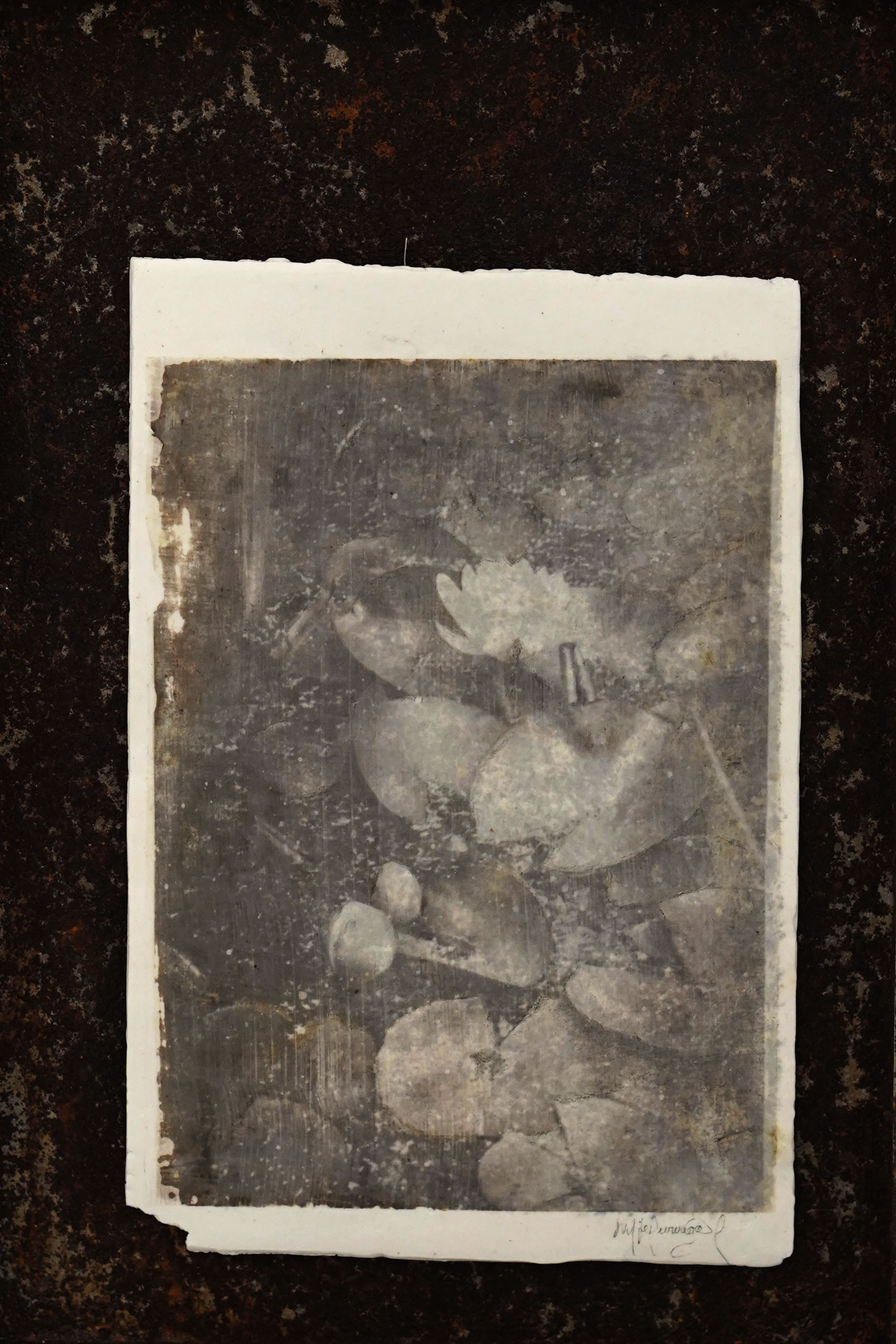 Silver print on porcelain piece by Maria Muruaga, Bristol garden